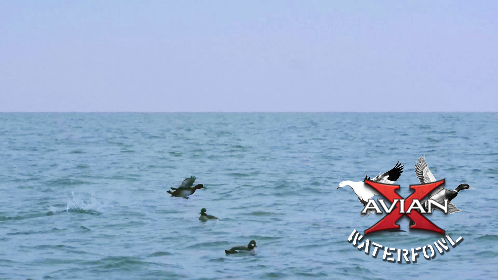 Desolation • Avian X Waterfowl