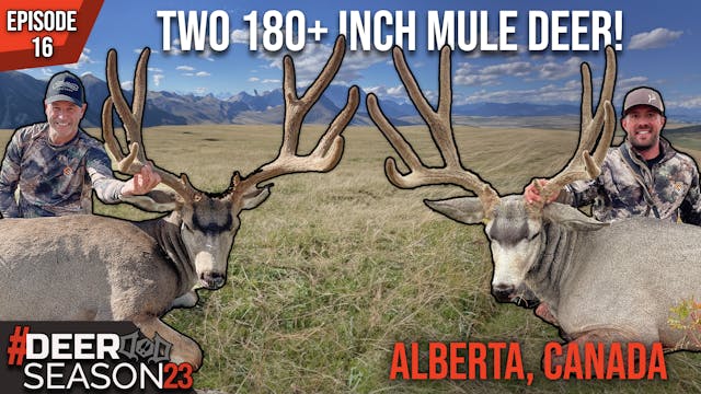 Two 180+ Inch Alberta Mule Deer to Ki...