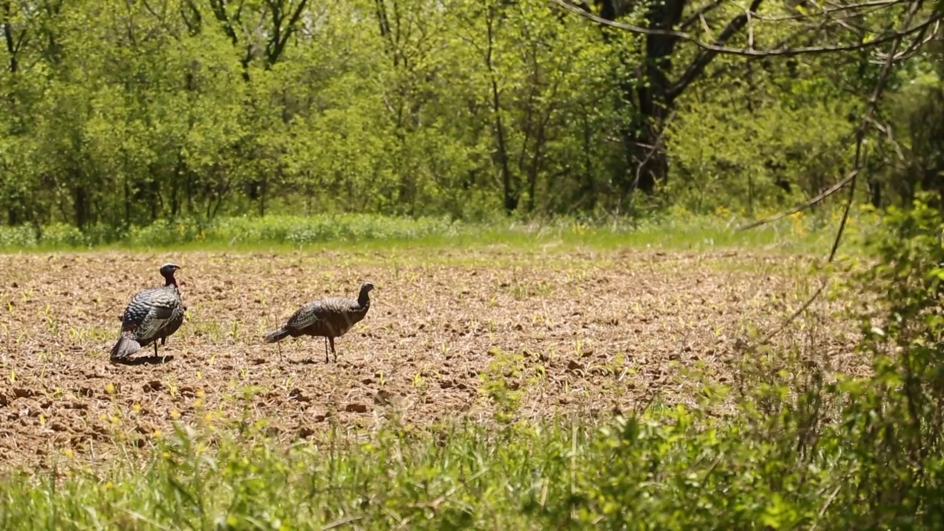 Mountail Top Flydown • Avian X