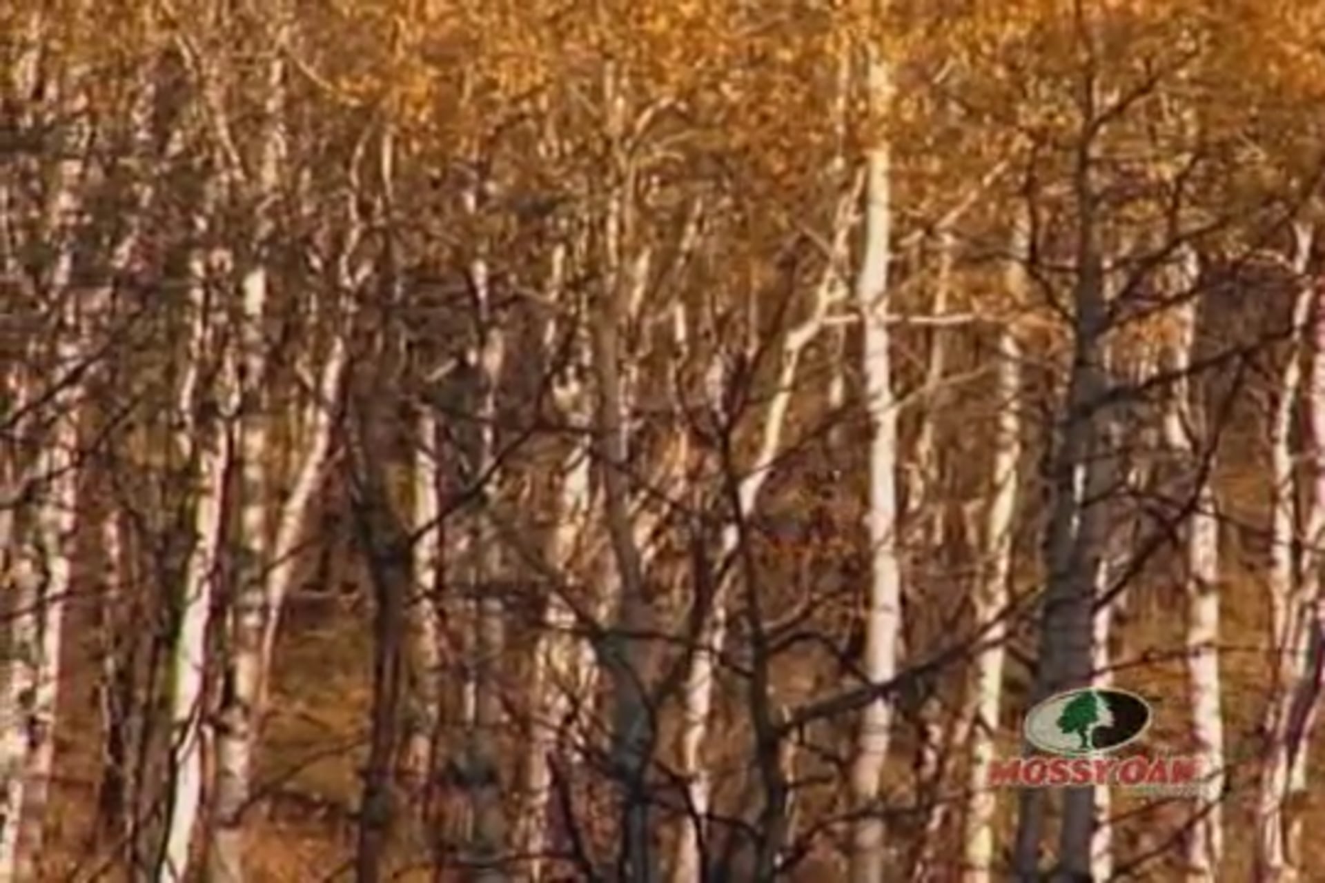 Rocky Mountain Bugling Bulls • High Altitude Hunting Action