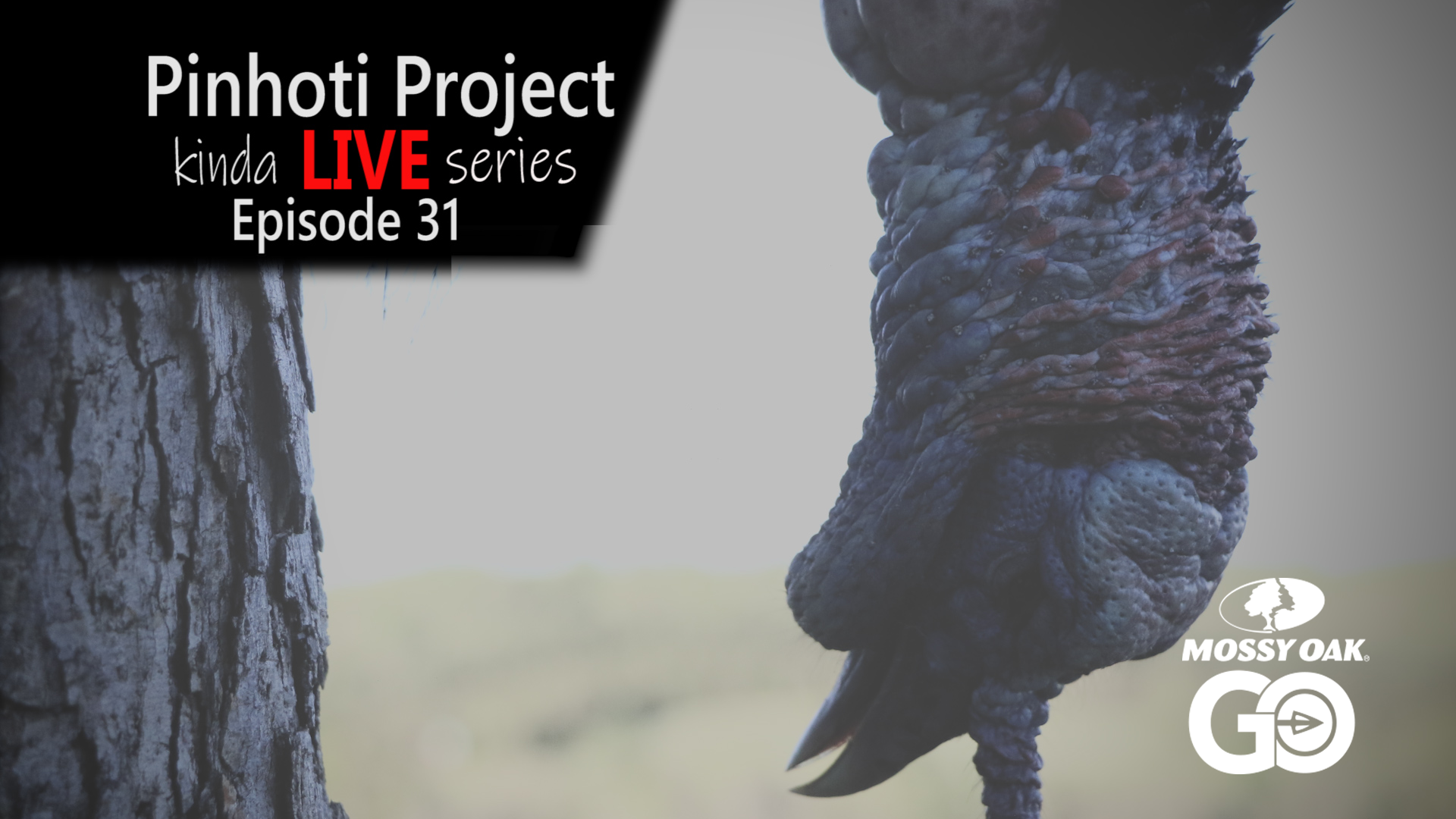 Kinda Live • Episode 31 • Pinhoti Project