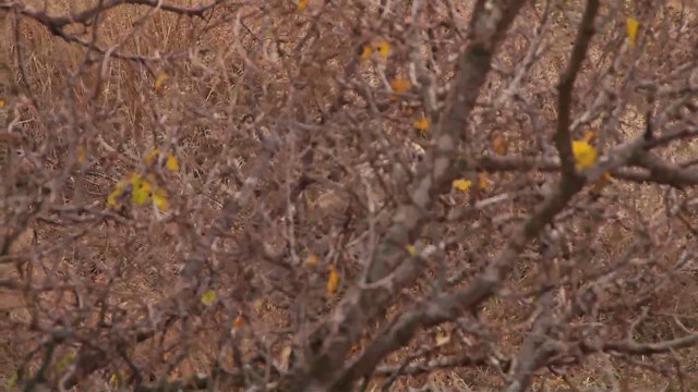 Midwestern Whitetail Masterpiece • Bucks on the Move
