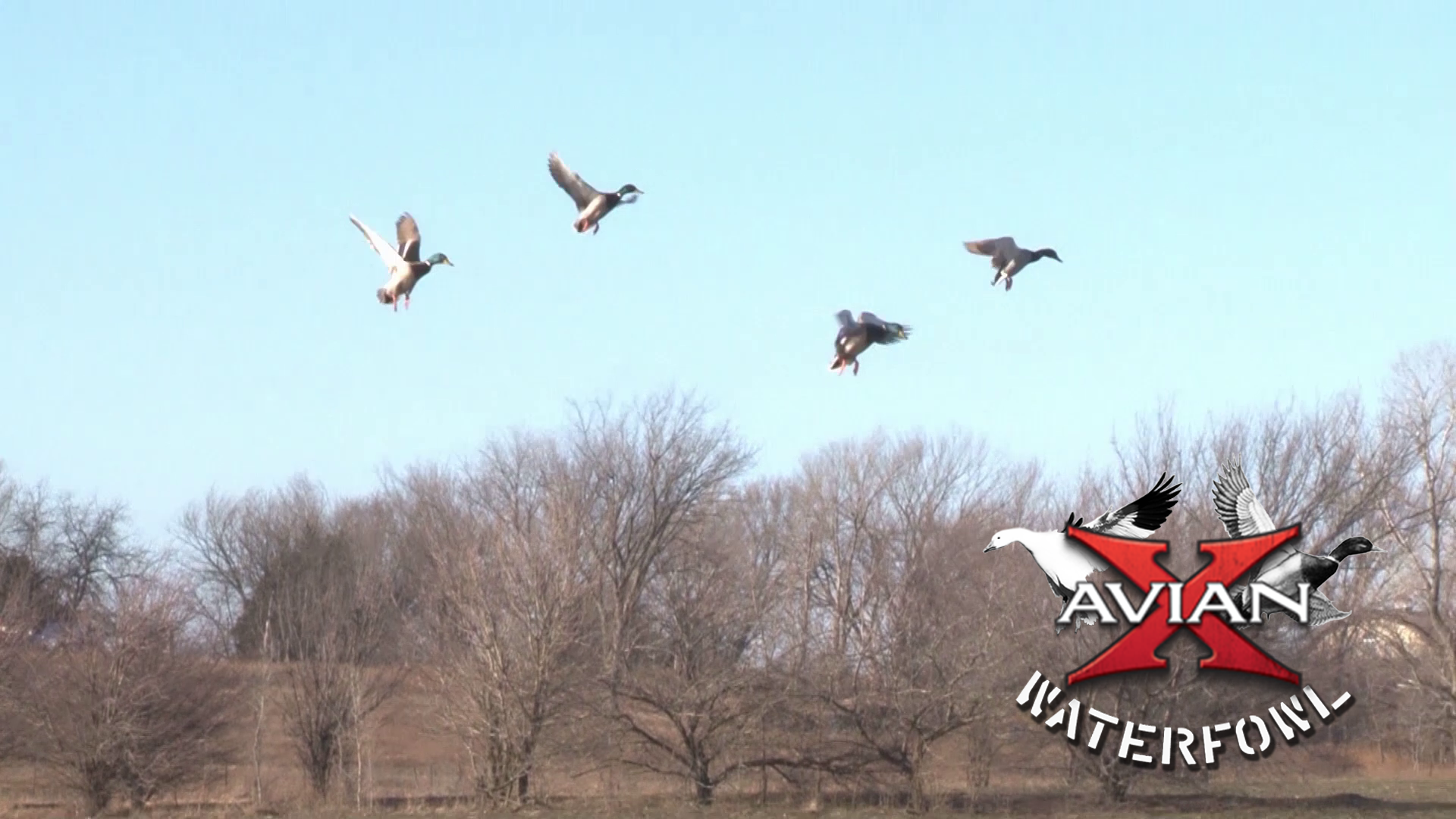 Late Season Mallards • Avian X Waterfowl