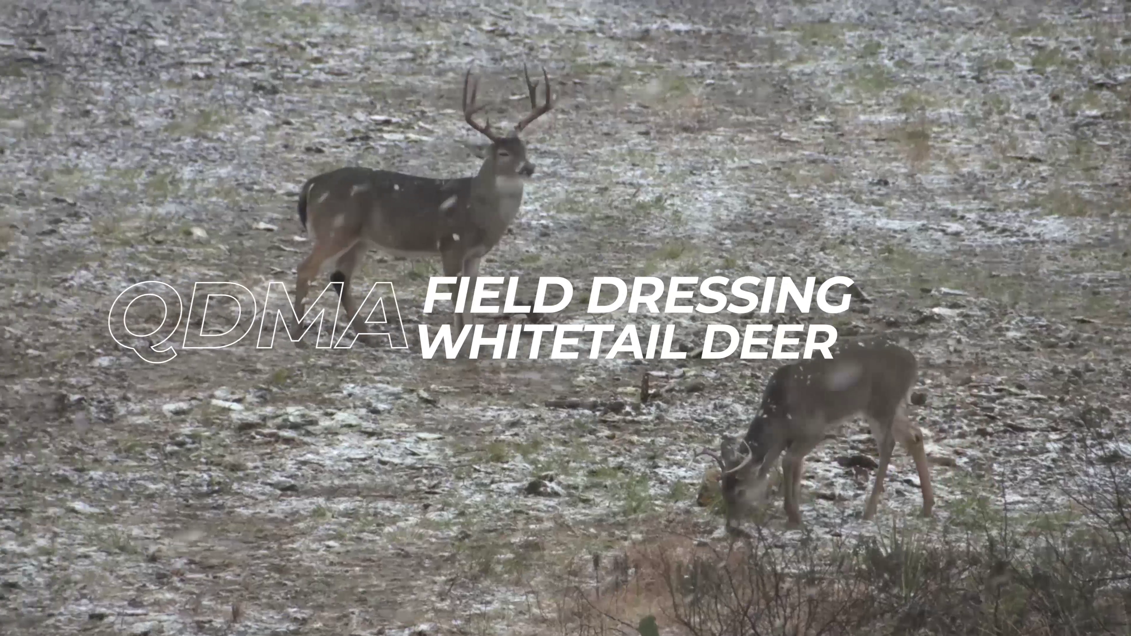 Field Dressing Whitetail Deer
