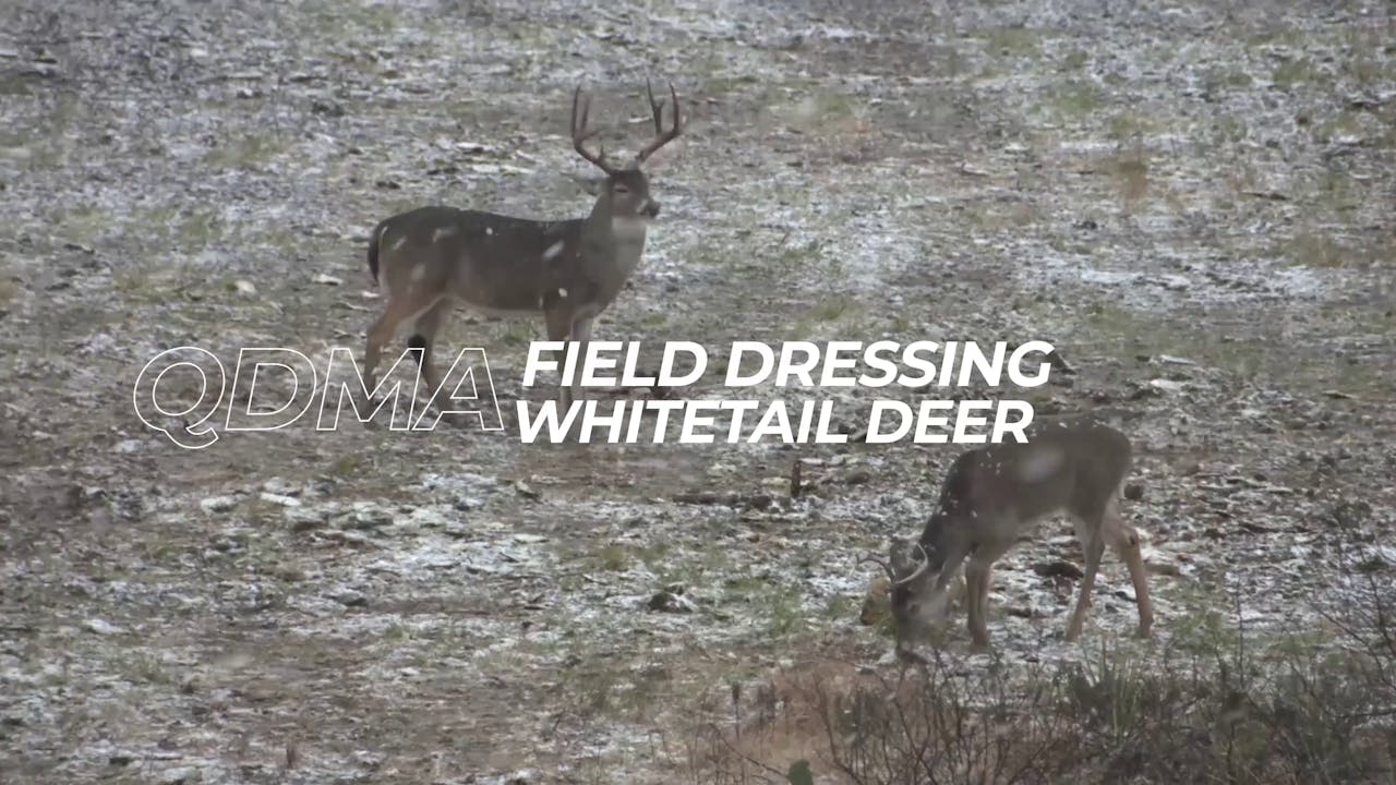 Field Dressing Whitetail Deer Mossy Oak GO