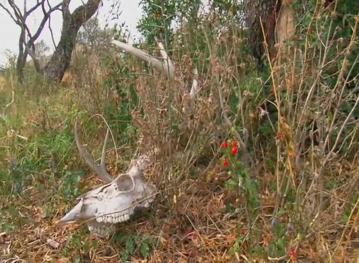 Superhunt: The Pressure is On • Crunch Time in Texas