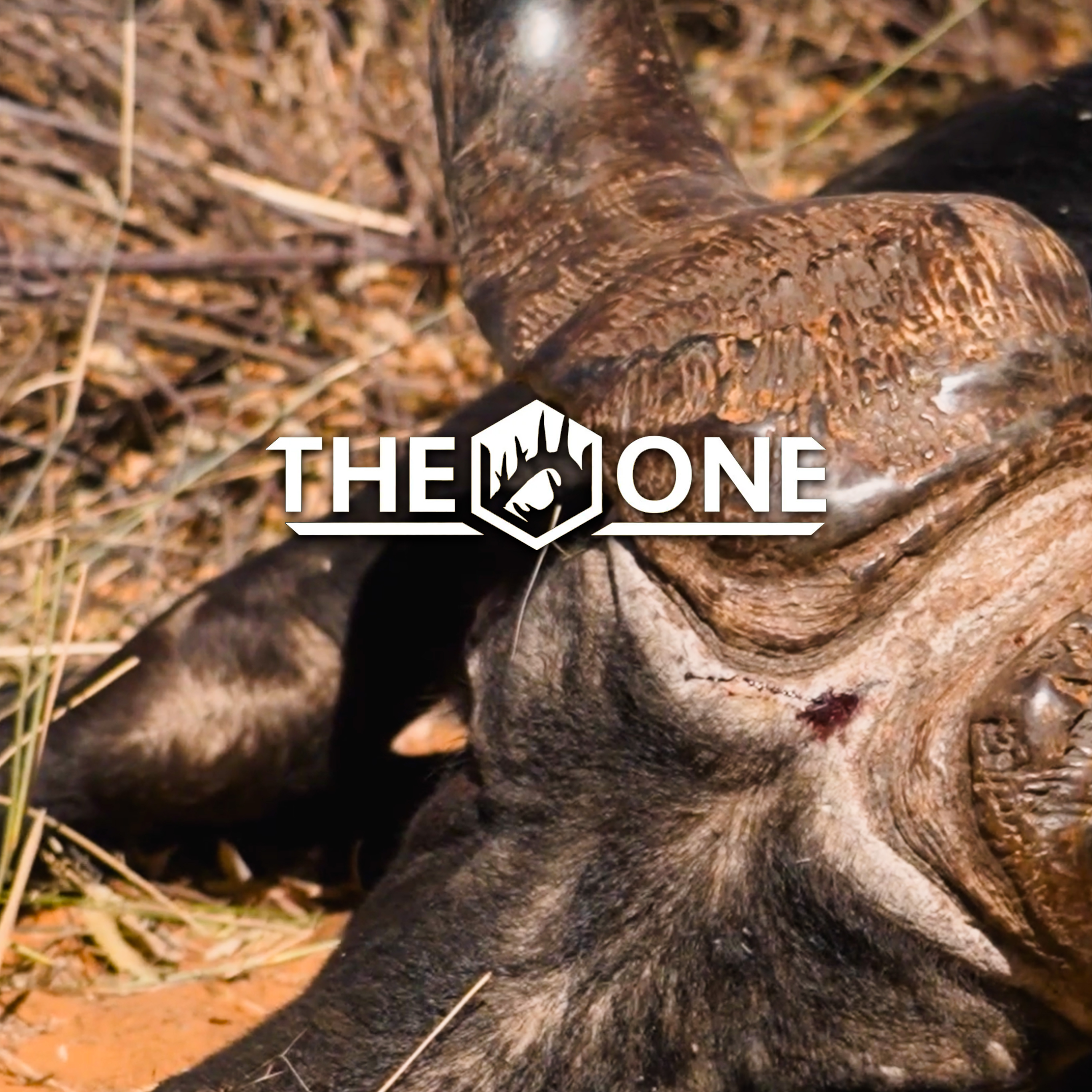 Safari • The One