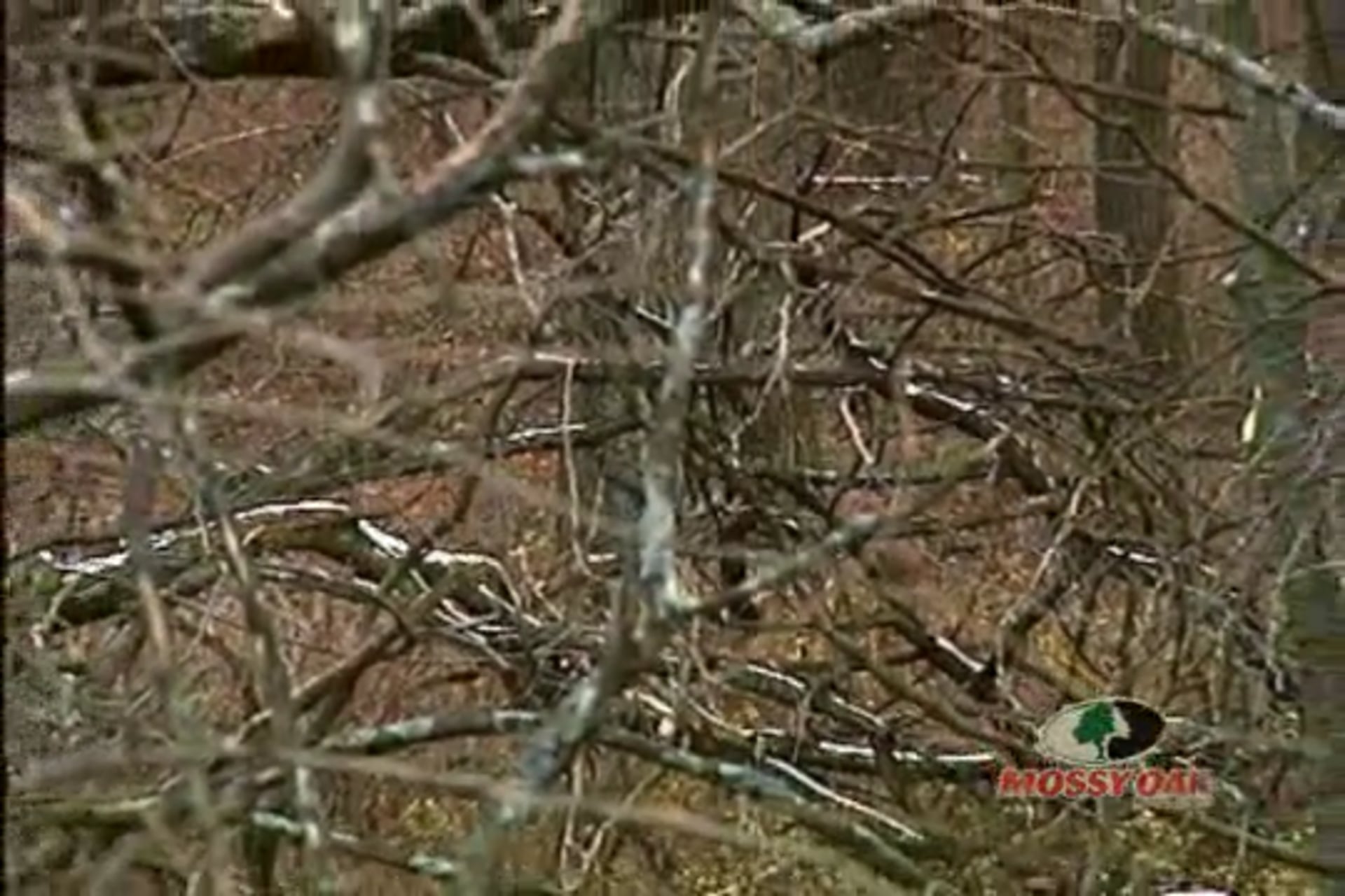 Two for Two • Whitetail Deer Hunt in Missouri