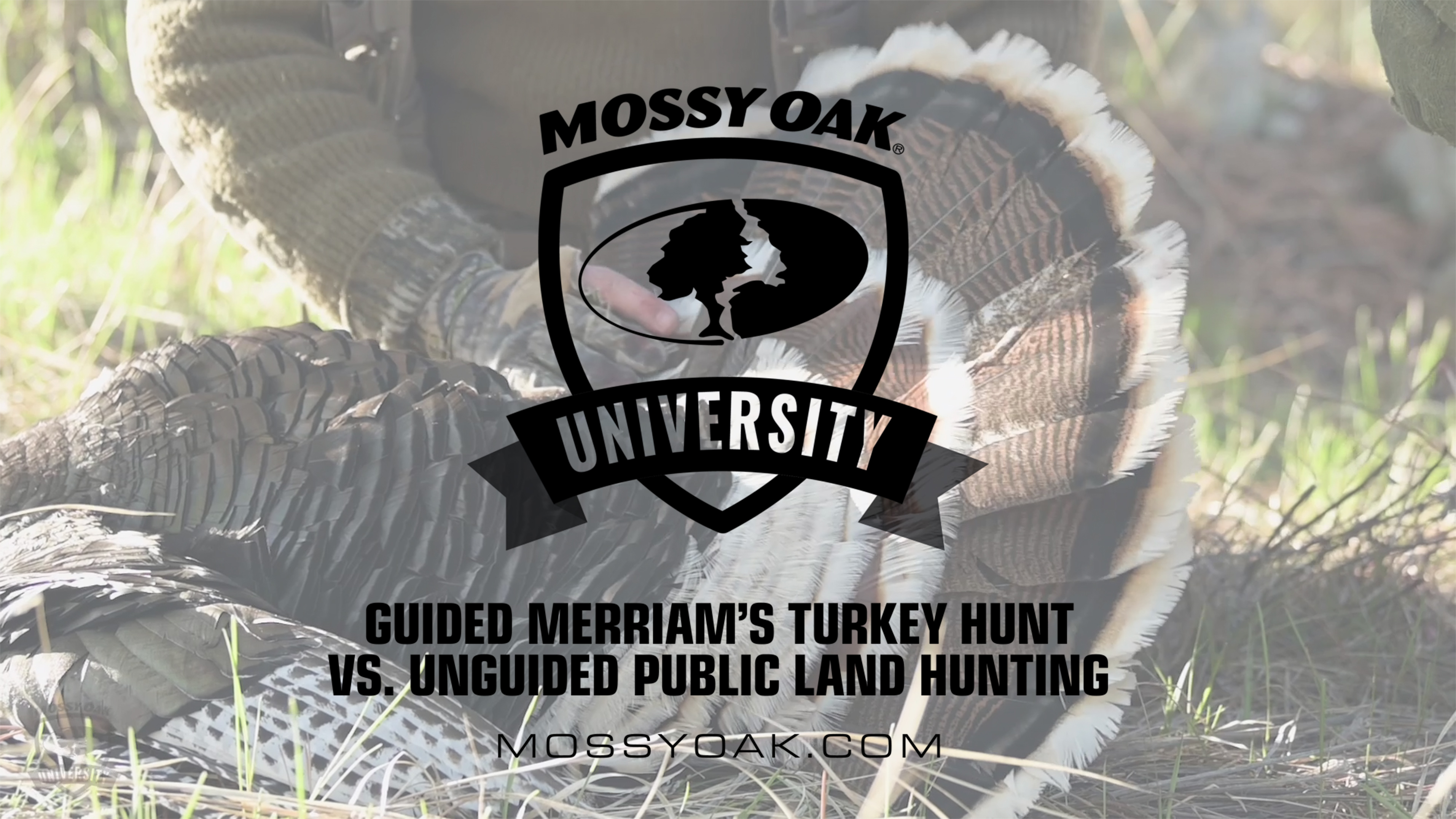 Guided Merriam’s Turkey Hunt vs. Unguided Public Land Hunting