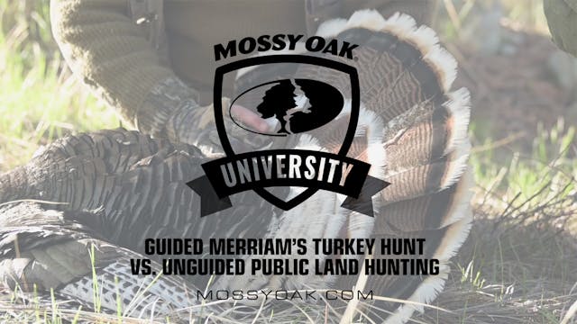 Guided Merriam’s Turkey Hunt vs. Ungu...