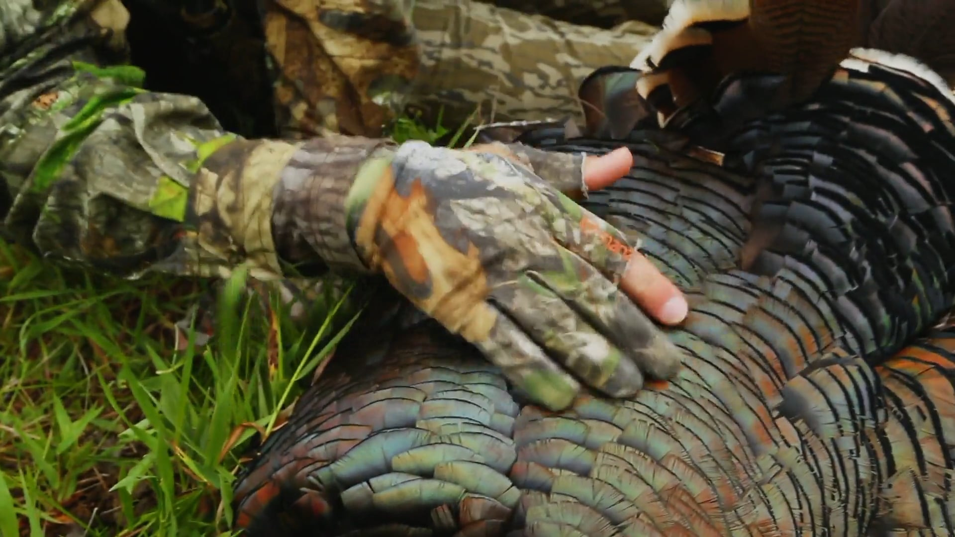 Three Amigos • Turkeys in Nebraska