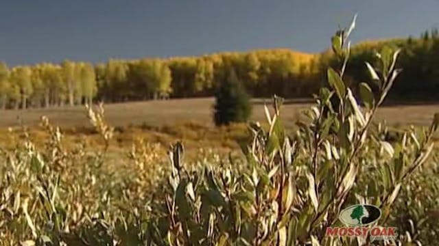 All Business • Rifle Hunting for Ante...