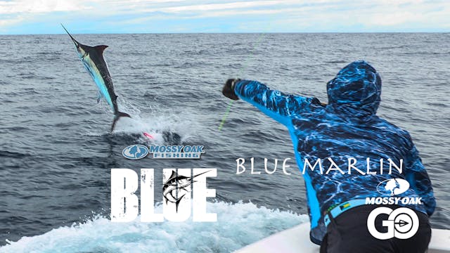 Blue Marlin Part 2 • BLUE • Episode 4