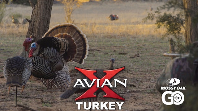 RUTnSTRUT pt2 • Avian X