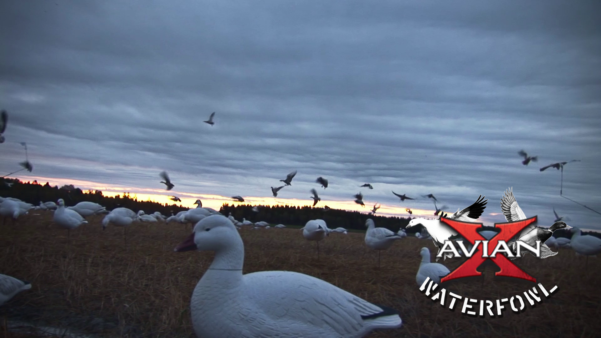 Mid-West Mallards And Canadas • Avian X Waterfowl