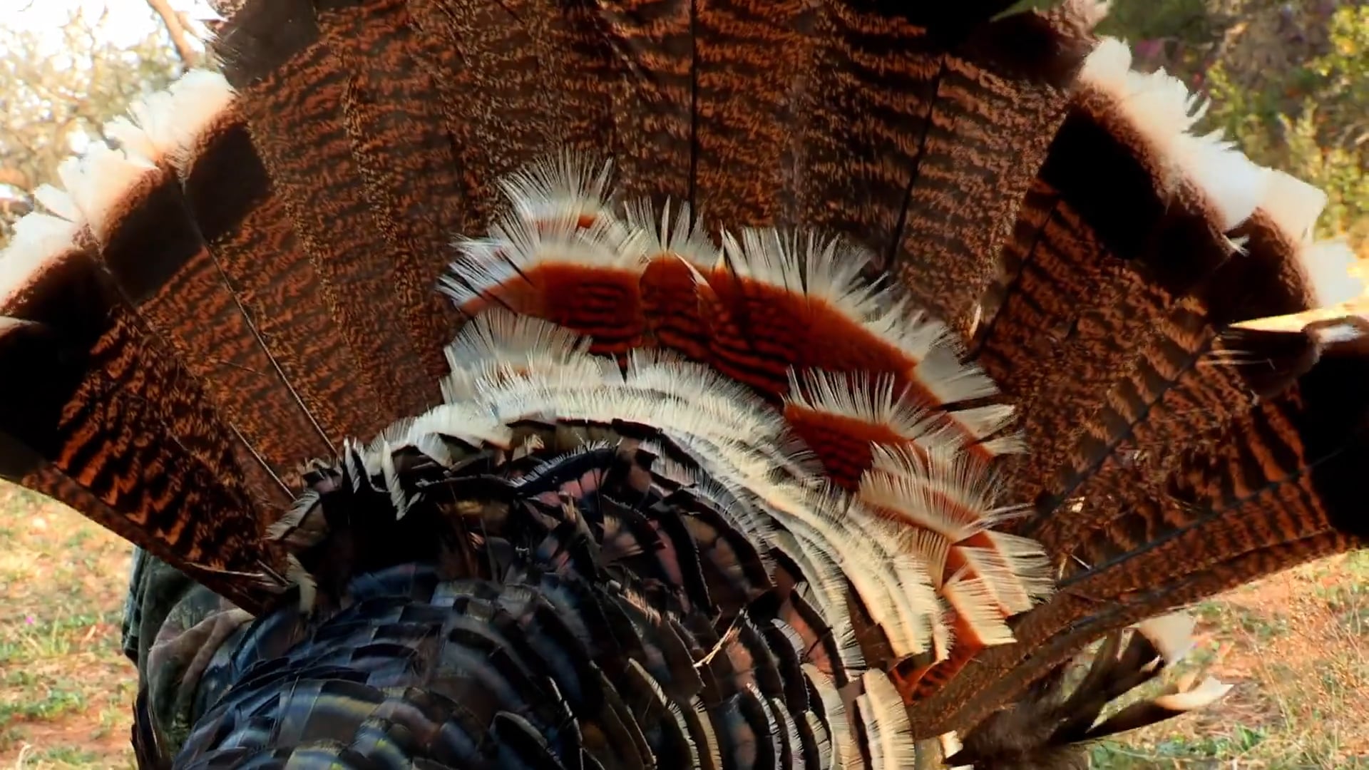 Little Turkeys, Part 2 • Kids and Gobblers in Texas