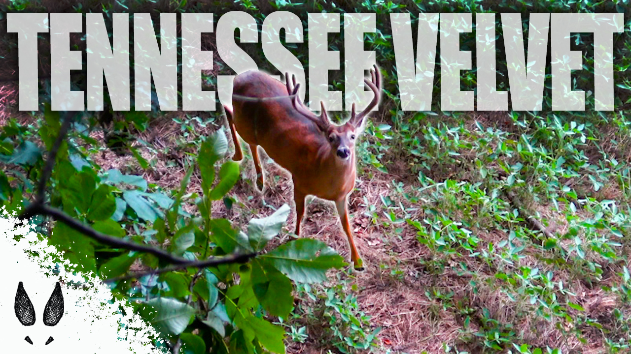 Ungulate Edition 2025 Ep1 • Pinhoti Project