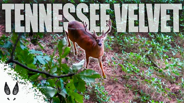 Ungulate Edition 2025 Ep1 • Pinhoti P...