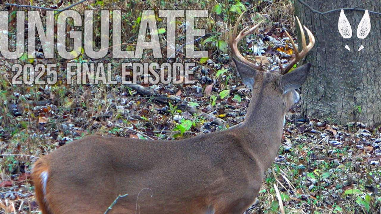 Ungulate Edition 2025 Ep9 • Pinhoti Project