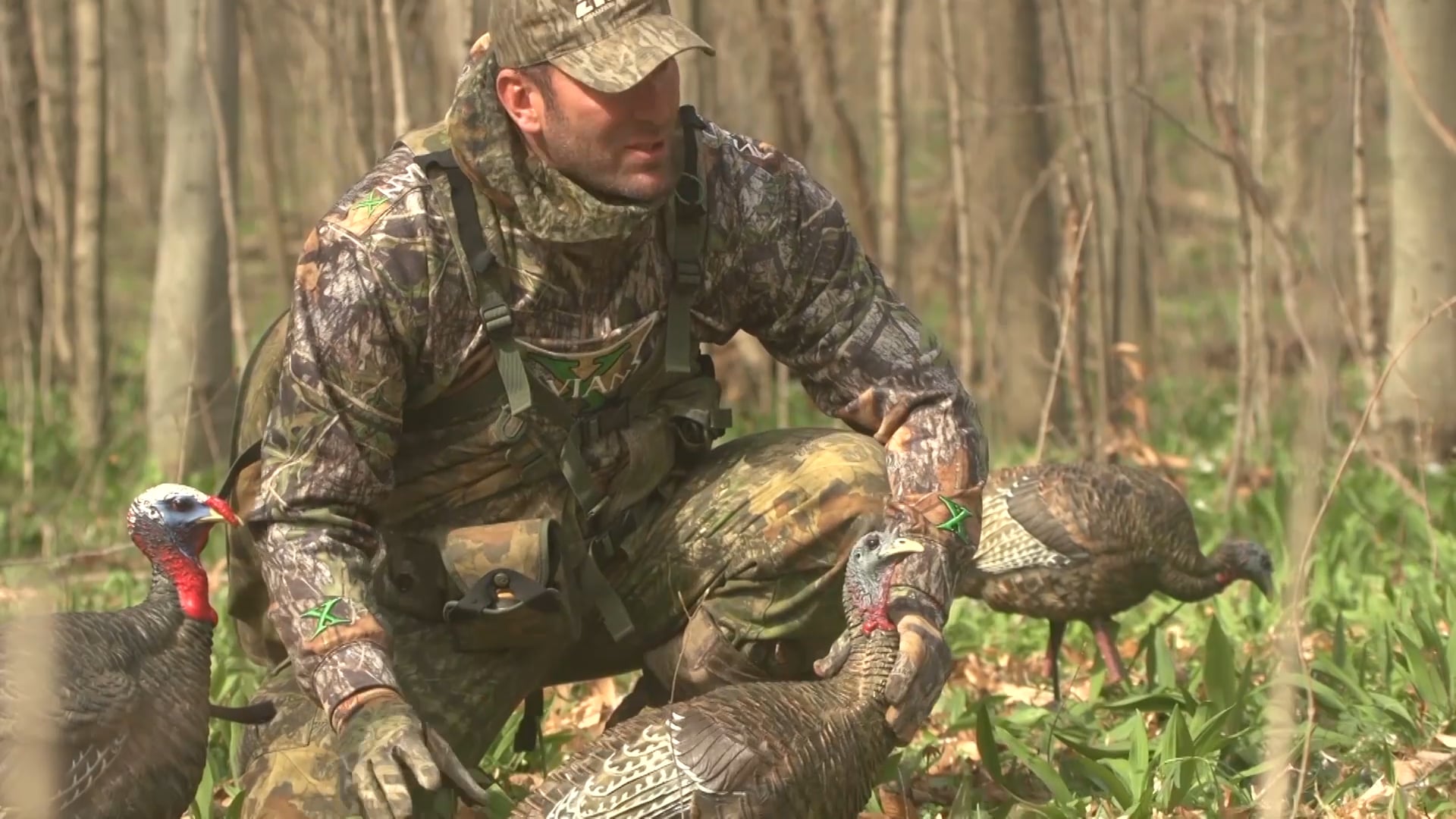 Buckeye Timber Turkeys • Avian X