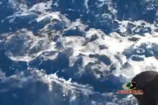 The Islamorada Sailifish Tournament Part 6