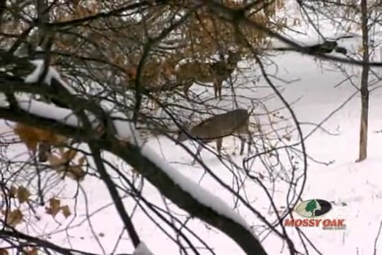 Two for Texas • Bowhunting Bucks in the Lone Star State
