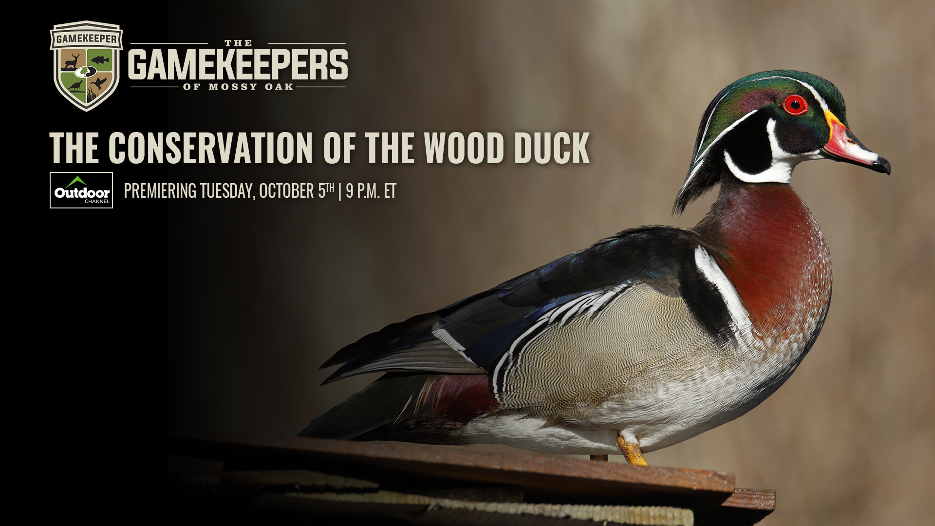 The Conservation of the Wood Duck • Gamekeepers