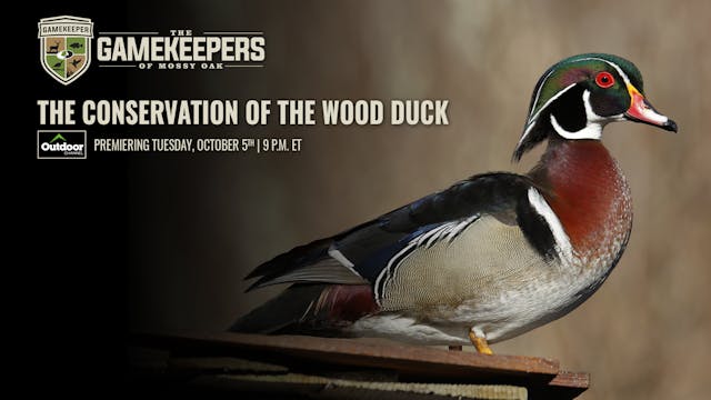 The Conservation of the Wood Duck • G...