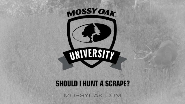 How & When to Hunt a Scrape • Mossy Oak University
