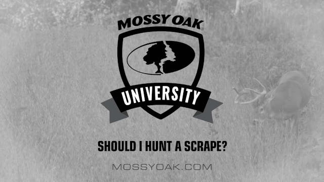 How & When to Hunt a Scrape • Mossy O...