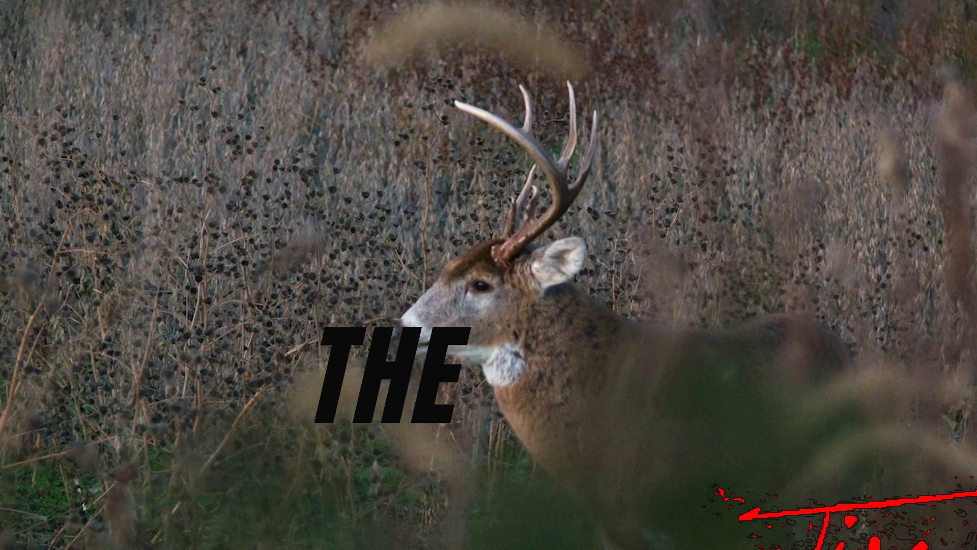 Grey Face • Tim Wells