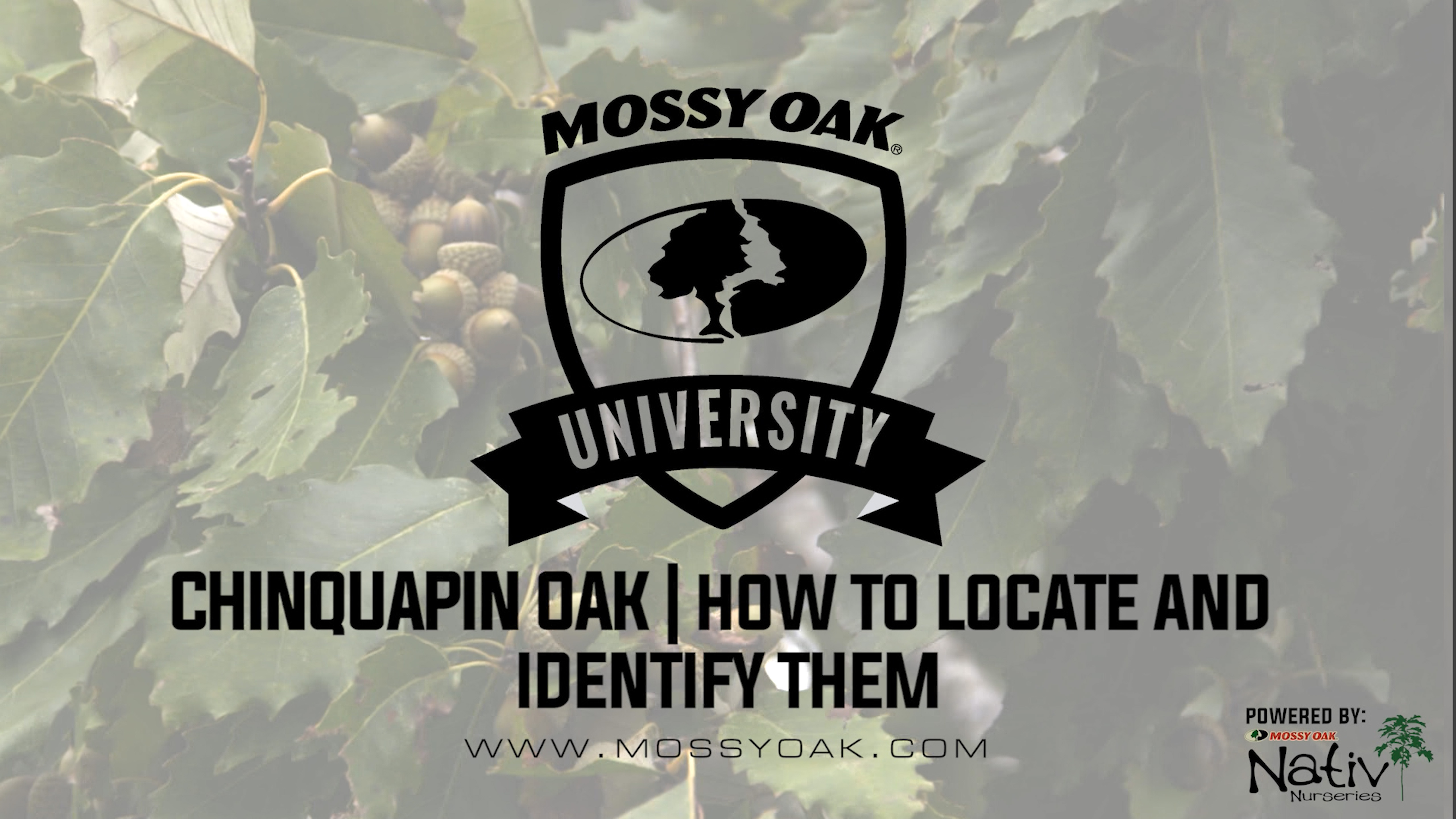 Chinquapin Oak - How to ID and Where to Find Them