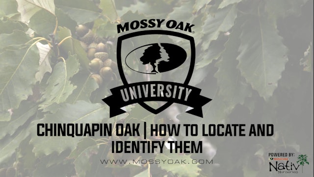 Chinquapin Oak - How to ID and Where to Find Them