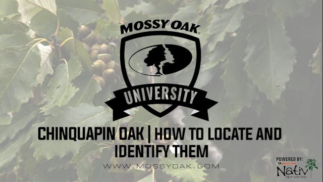 Chinquapin Oak - How to ID and Where ...
