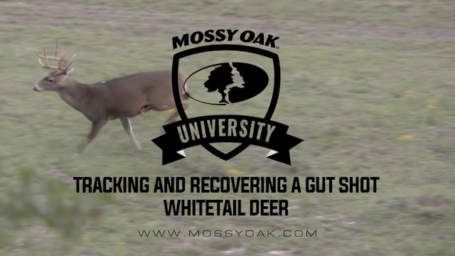 Tracking and Recovering a Gut Shot Deer