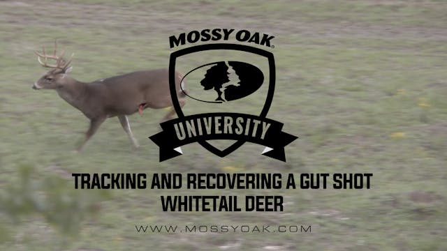 Tracking and Recovering a Gut Shot Deer