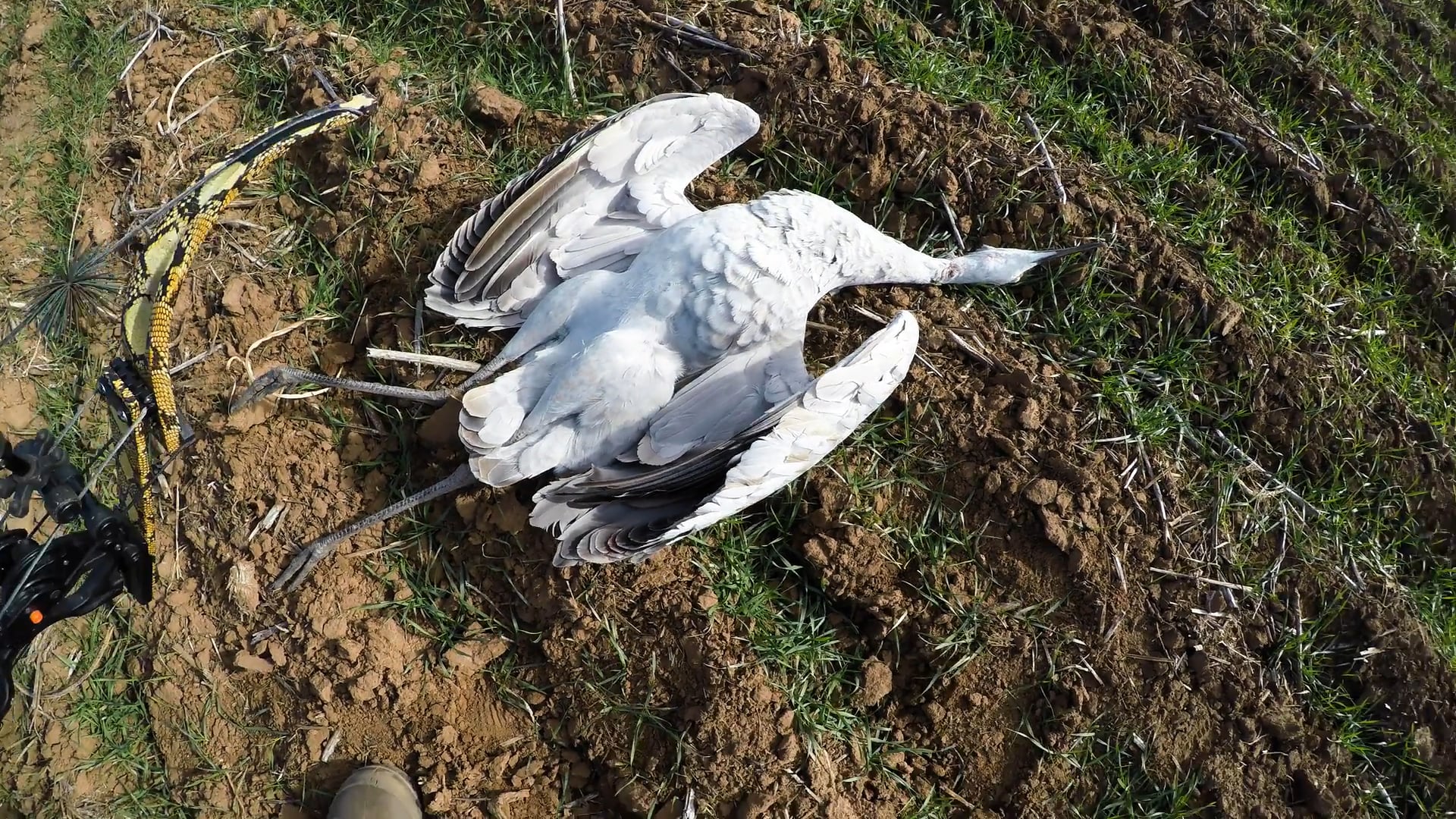 Crane Wreck  • Tim Wells