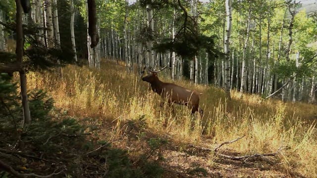 First Elk Ever, Part 1 • Bulls in Utah