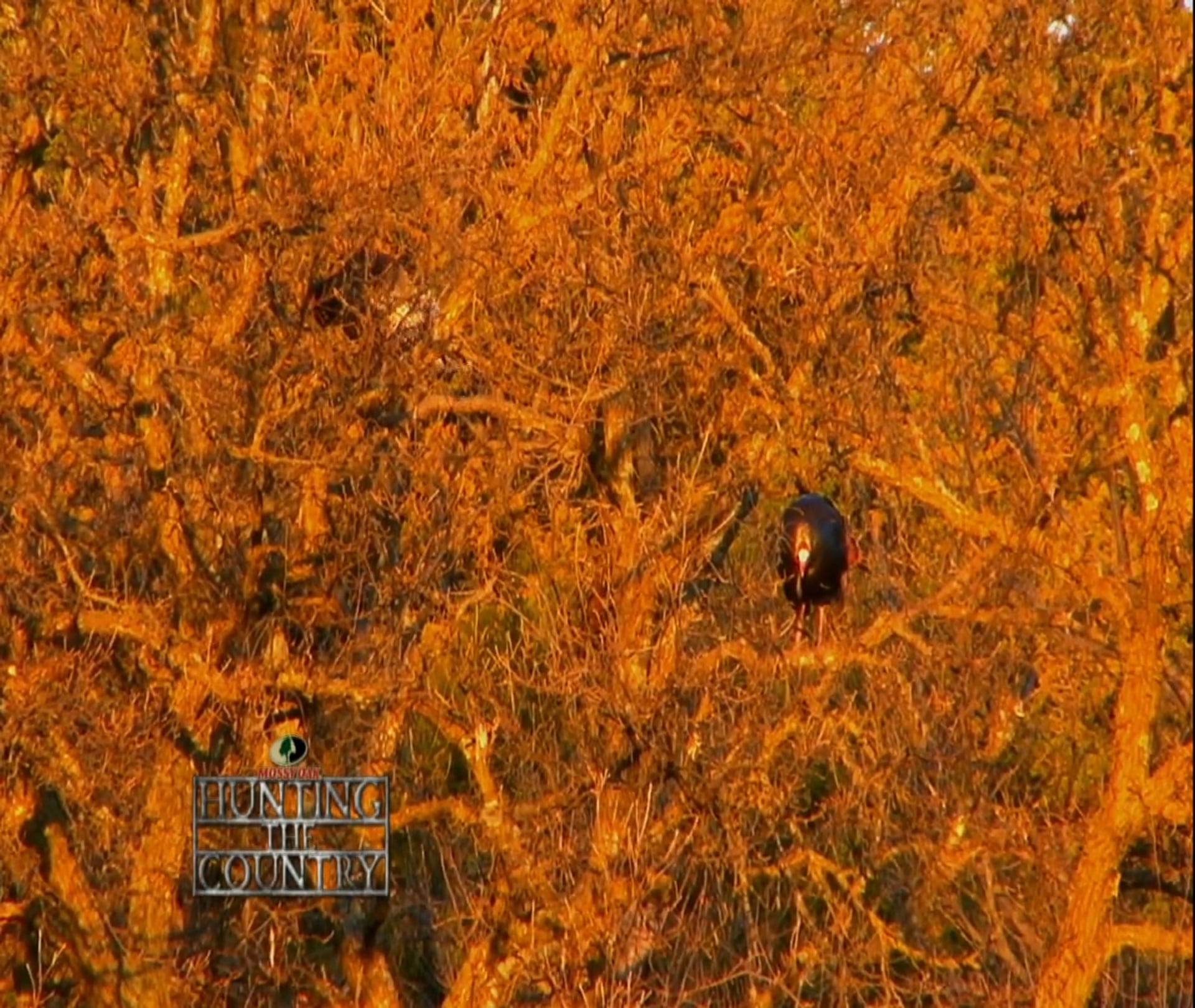 The Adventures of Louis and Ruth • Turkeys in Nebraska