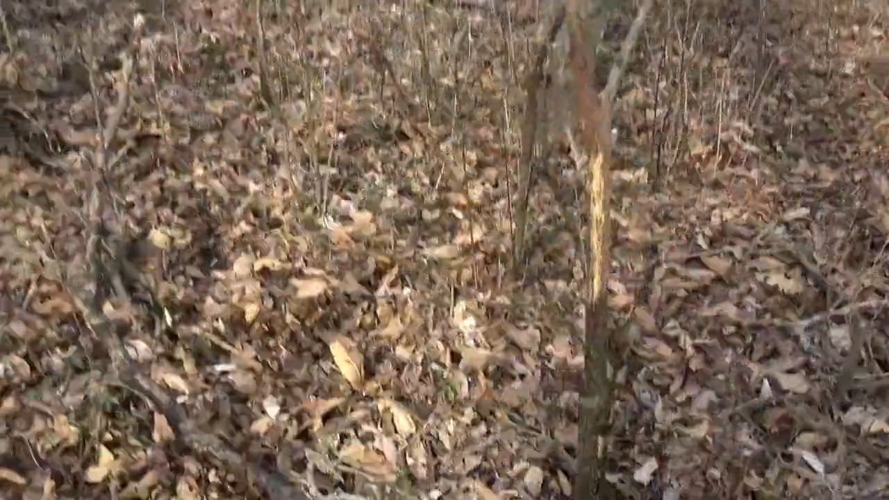 Chasing Turkeys with Drury and Butski Part I II