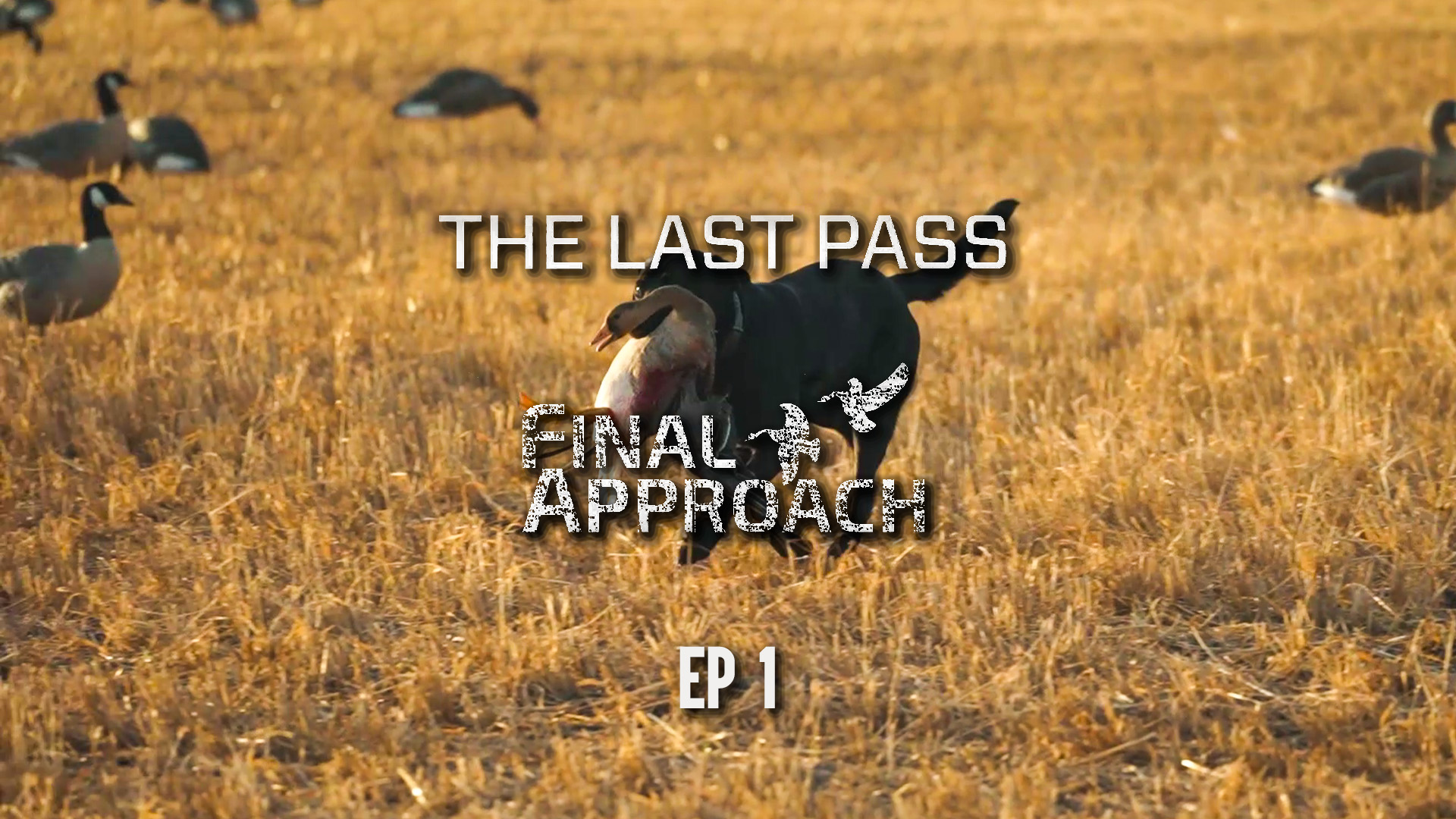 Last Pass Episode 1 • How Fast Can We Get To 104 Ducks?