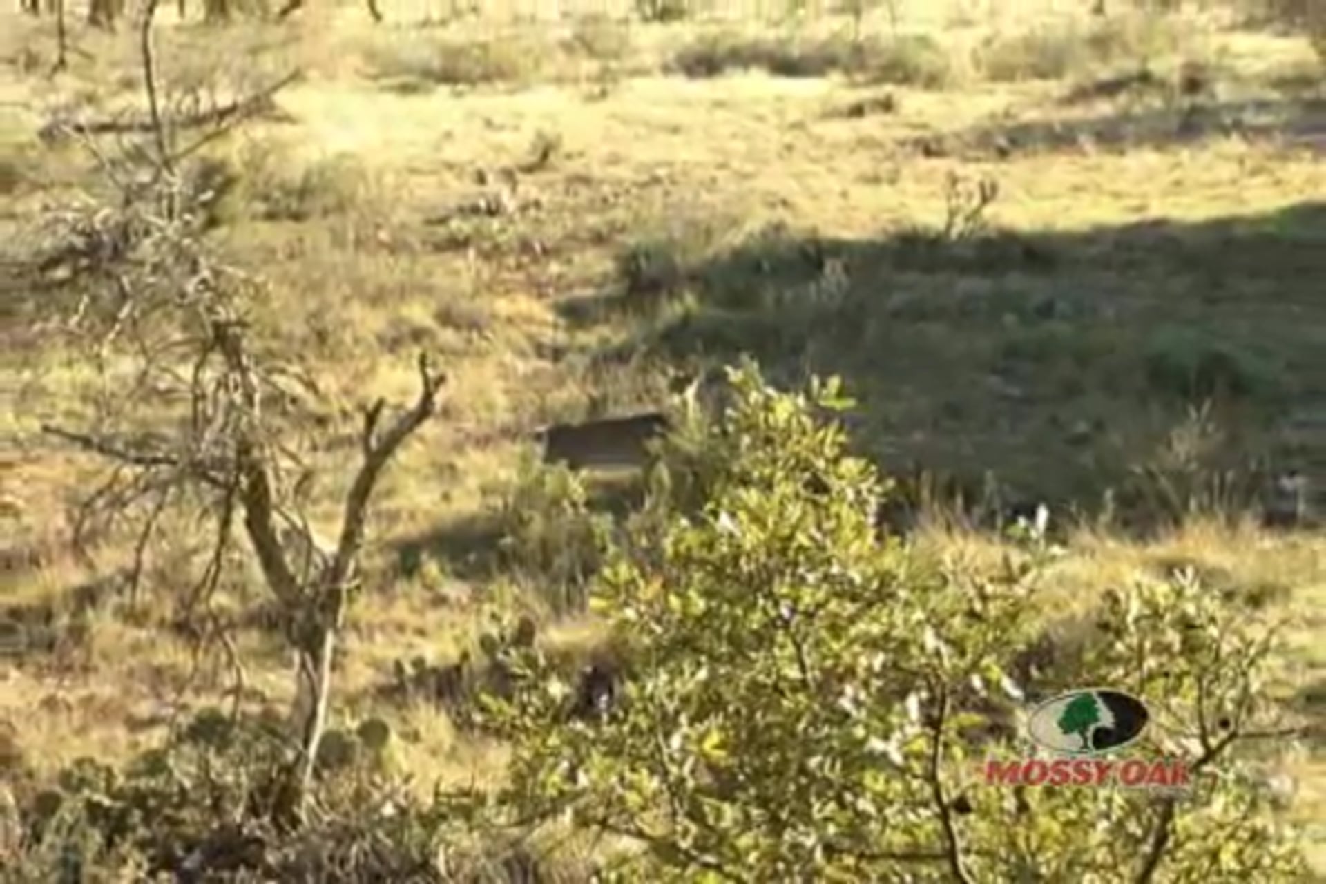 Trails & Trials of Texas • Whitetail Deer Hunts in Texas