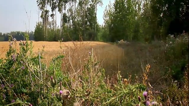 Dog Days in Canada • Spot and Stalk M...