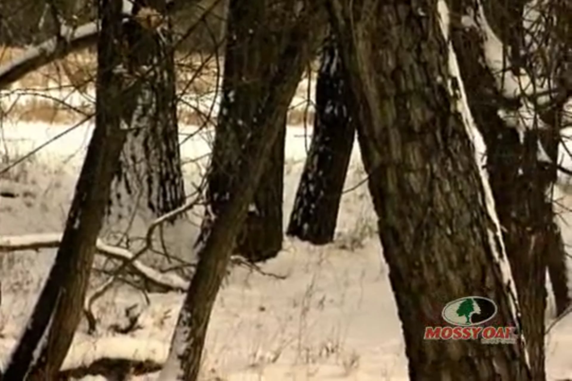 Bow in the Snow • Bow Hunt in Montana