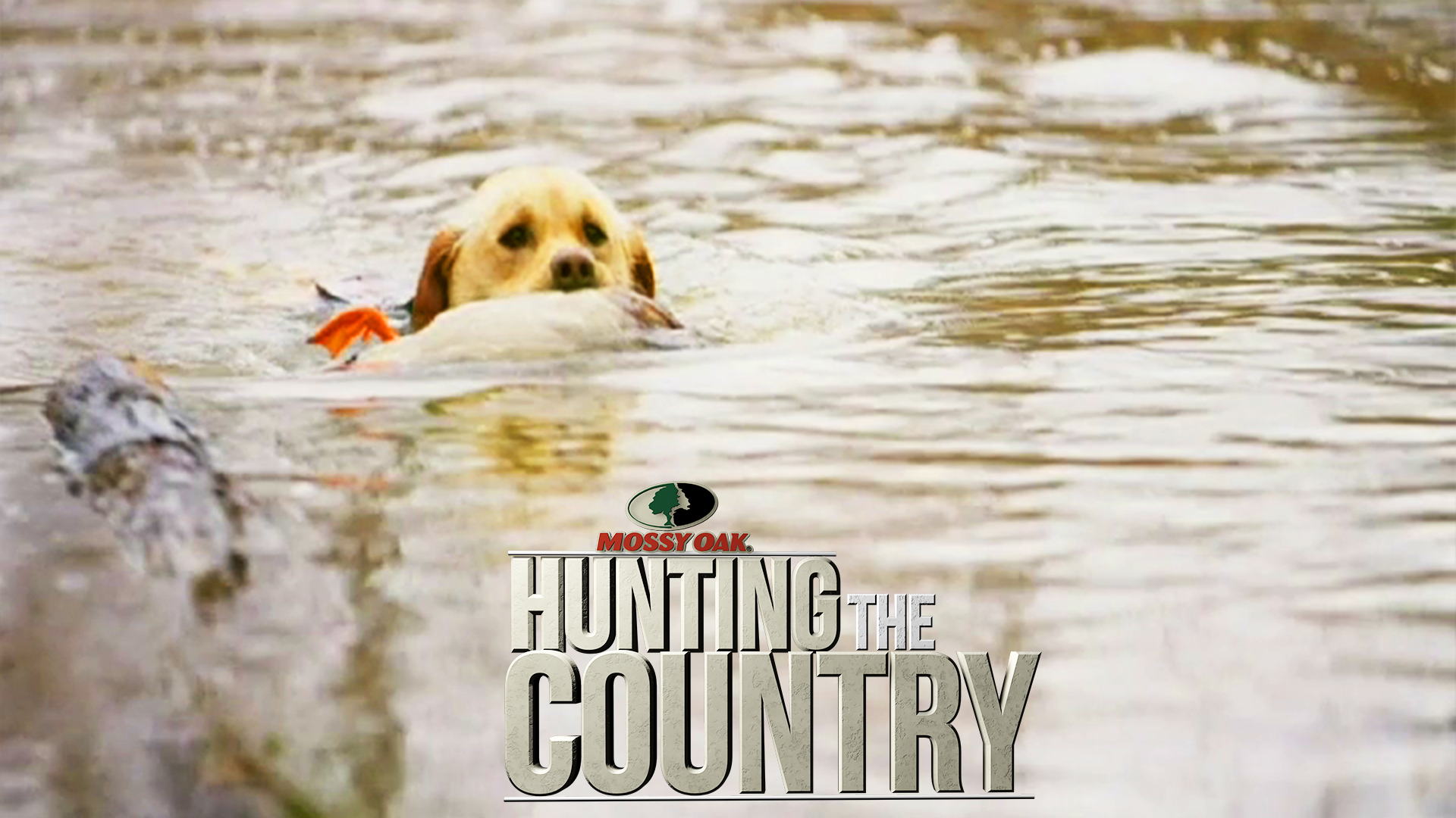 A Best Friend's Man • Gun Dogs and Waterfowl in Mississippi