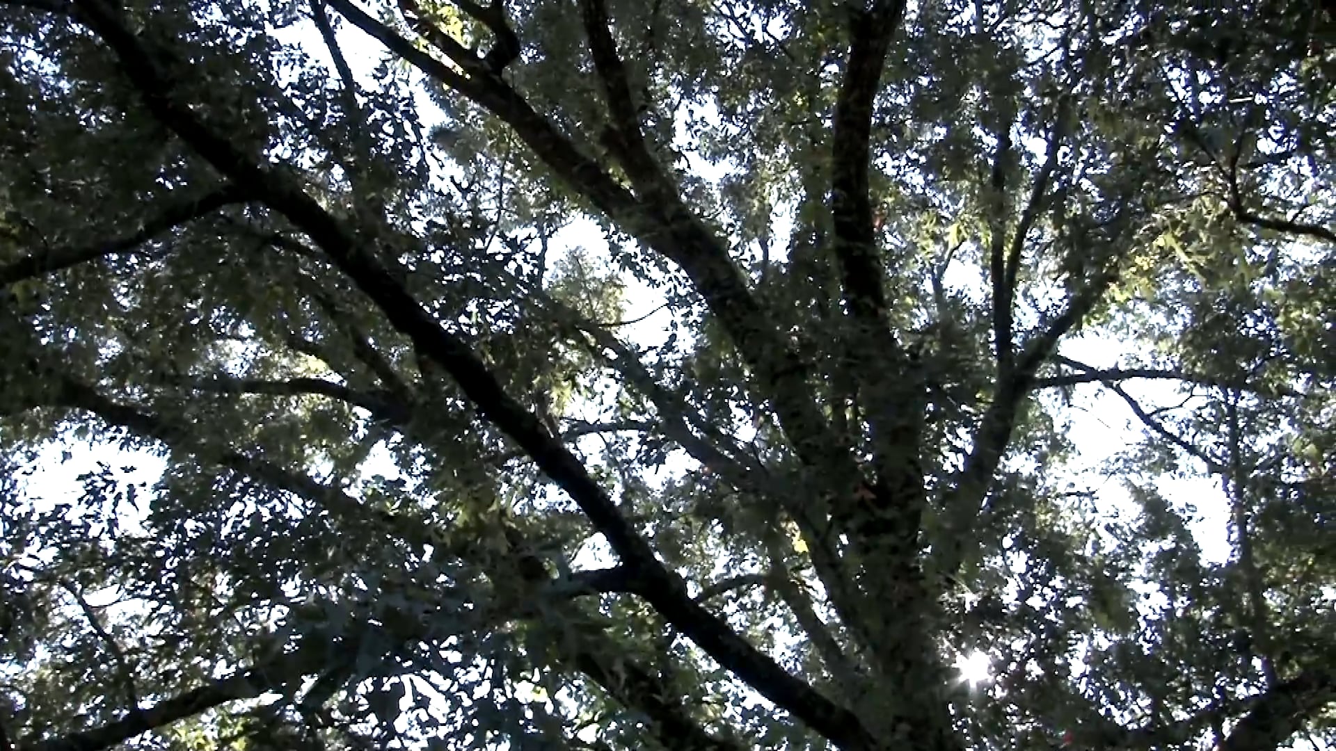 Wild Hog Eradication • Part 1