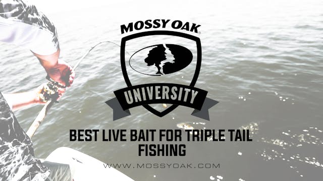 Best Live Bait for Tripletail Fishing