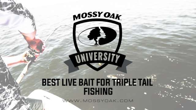 Best Live Bait for Tripletail Fishing