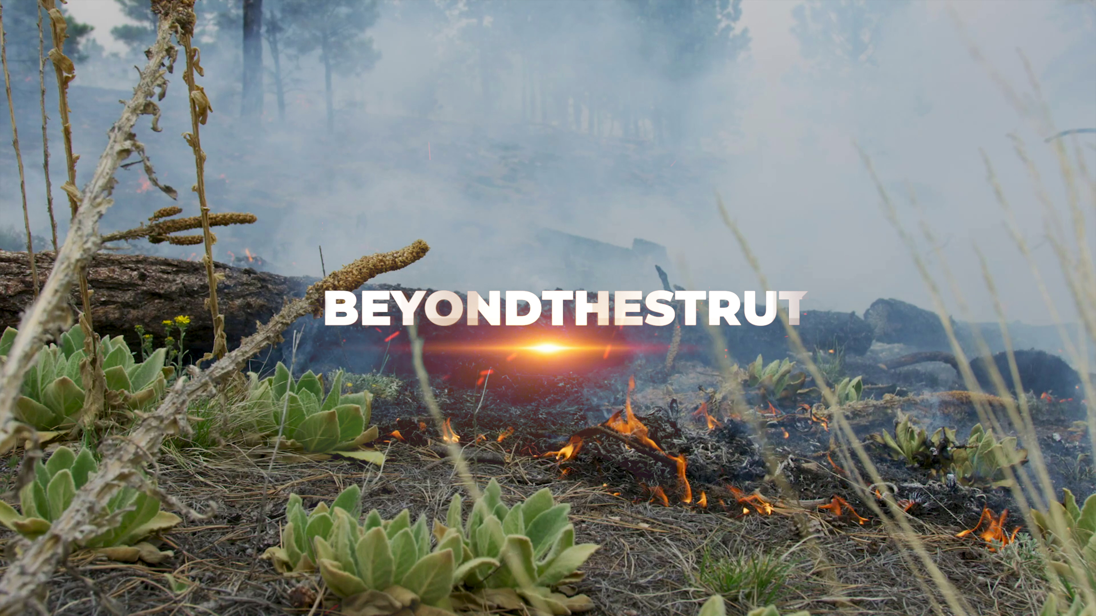 New Mexico • Beyond the Strut