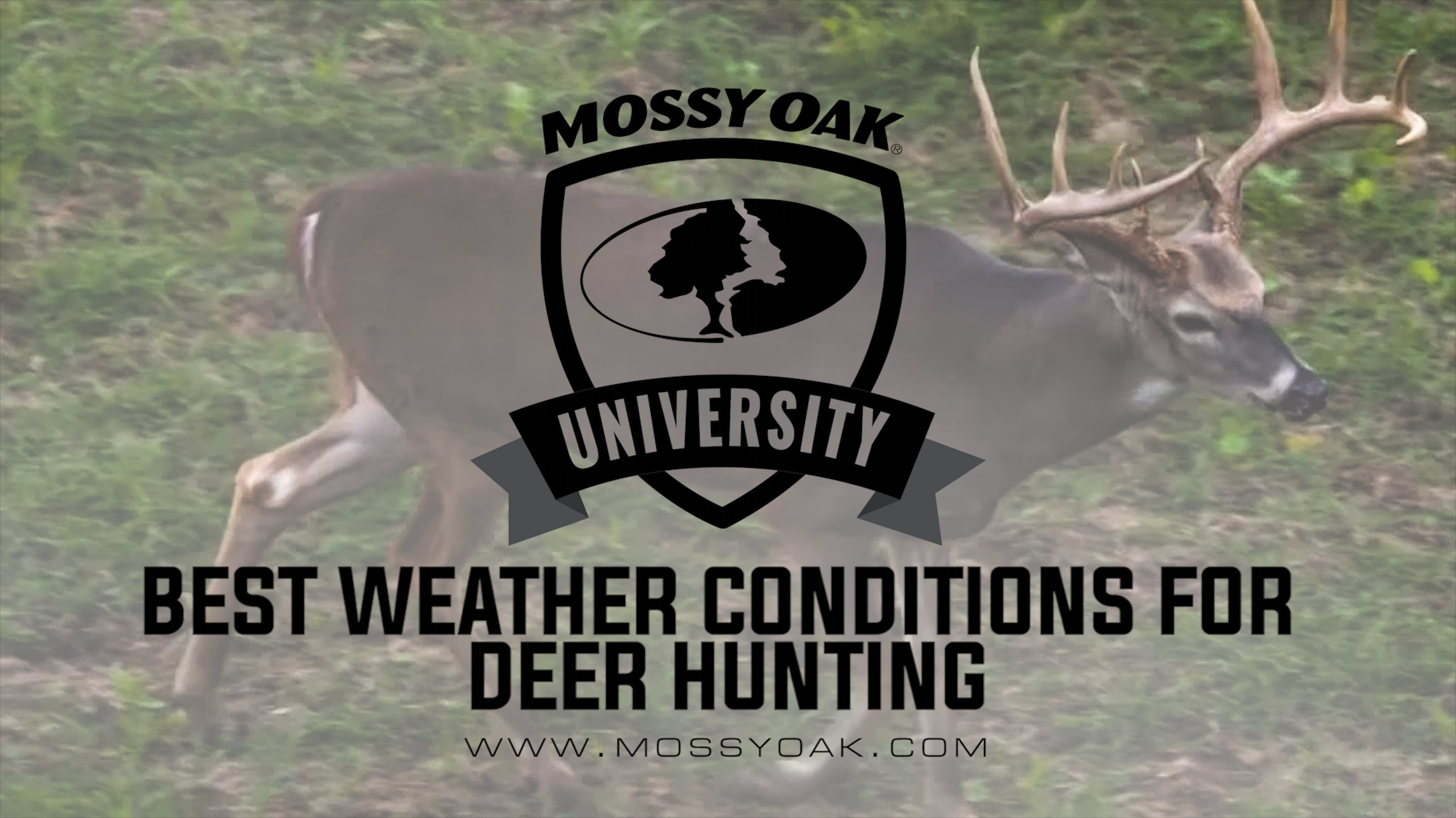 Best Weather Conditions For Late Season Whitetail Hunting